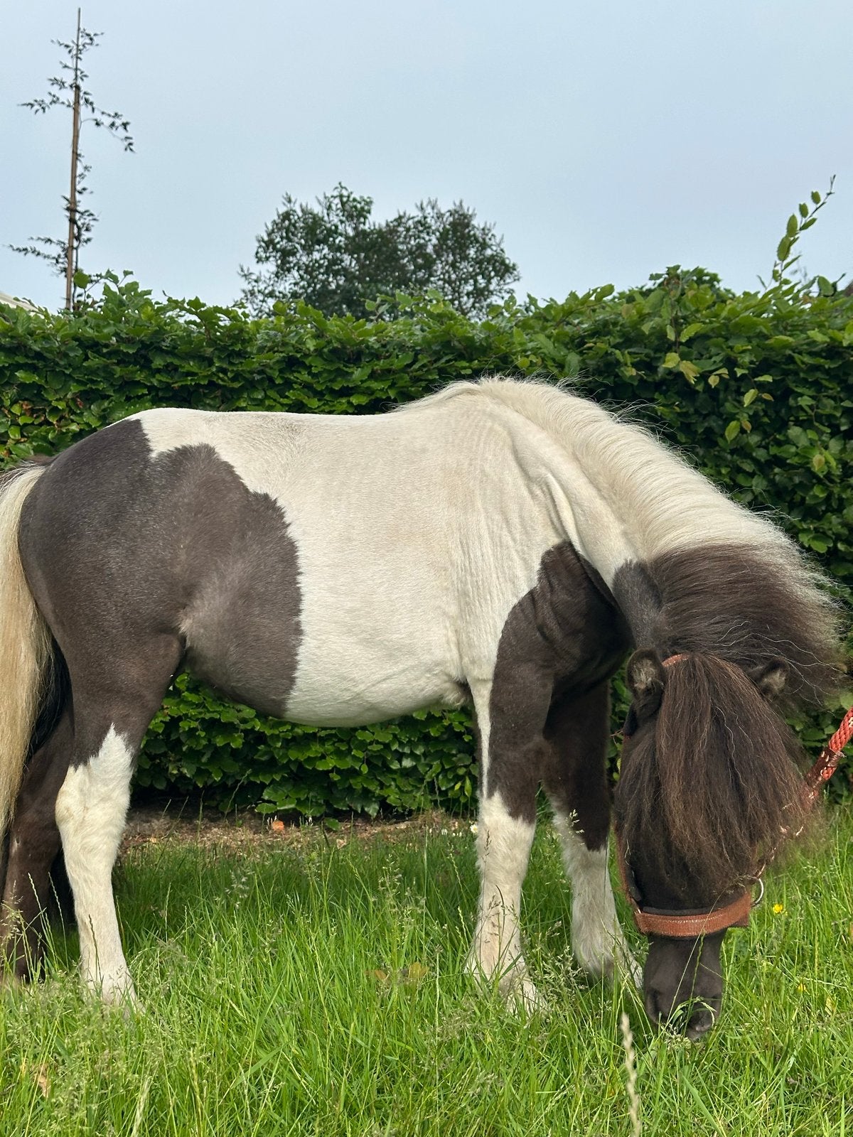 Kindvriendelijke Shetland pony, Dieren en Toebehoren, Merrie, A pony (tot 1.17m), 0 tot 2 jaar
