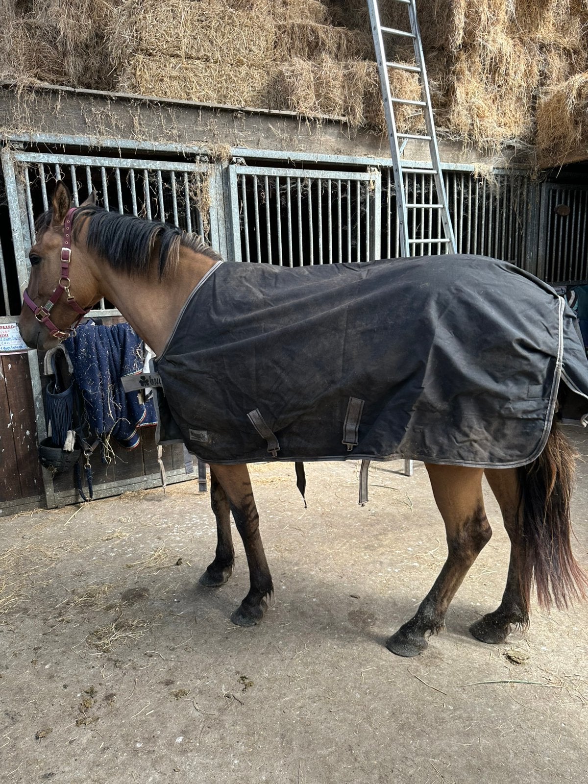 Bucas turnout light 5’3, Bucas, Gebruikt, Cob (M), Ophalen of Verzenden