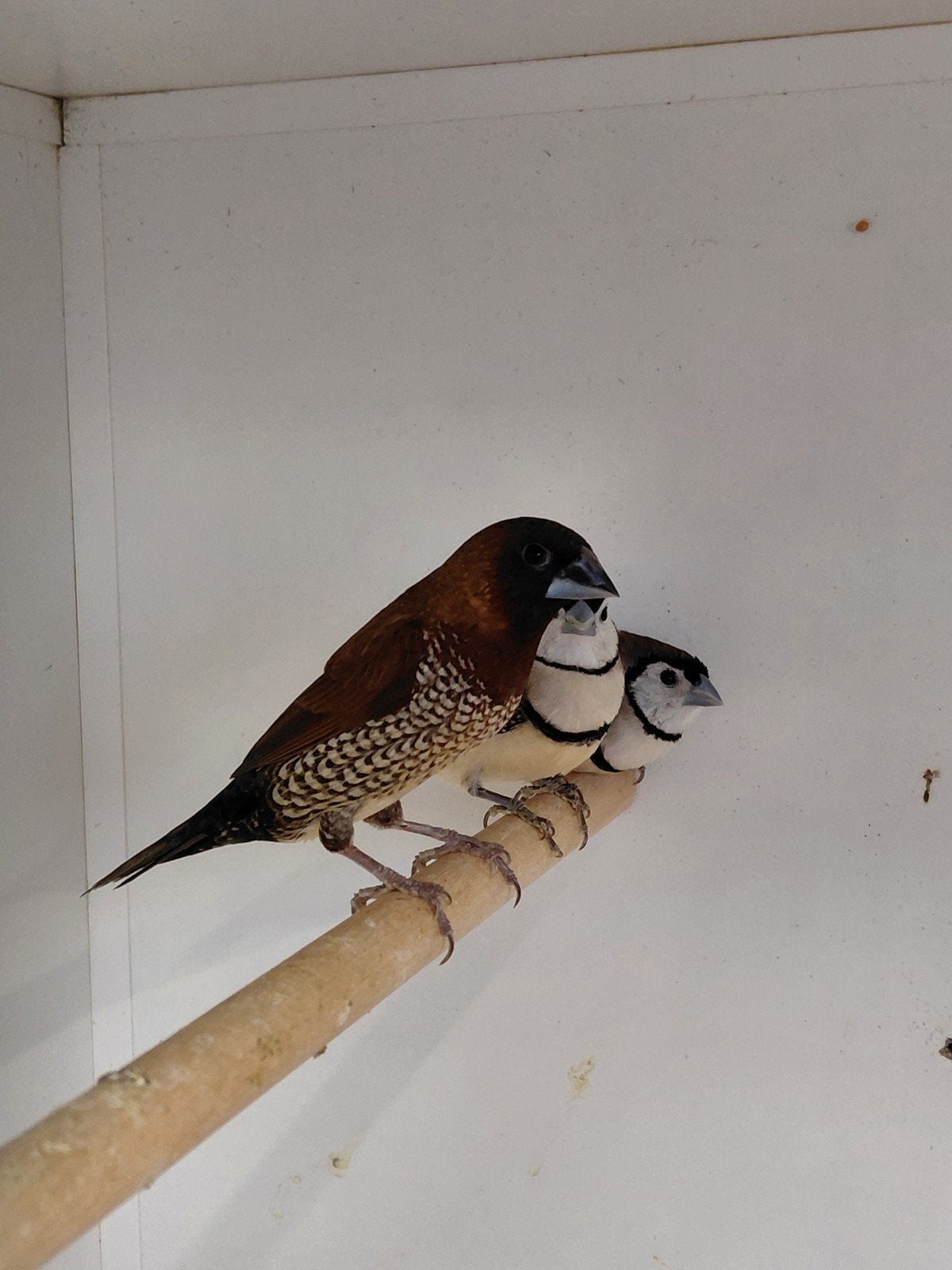 muskaatvink, Mannelijk