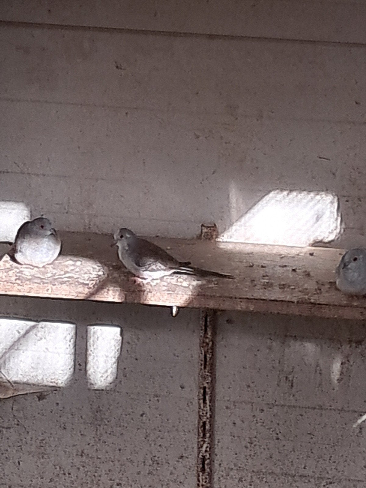 Diamant duifjes en kanaries, Dieren en Toebehoren, Vogels | Kanaries, Meerdere dieren, Kleurkanarie