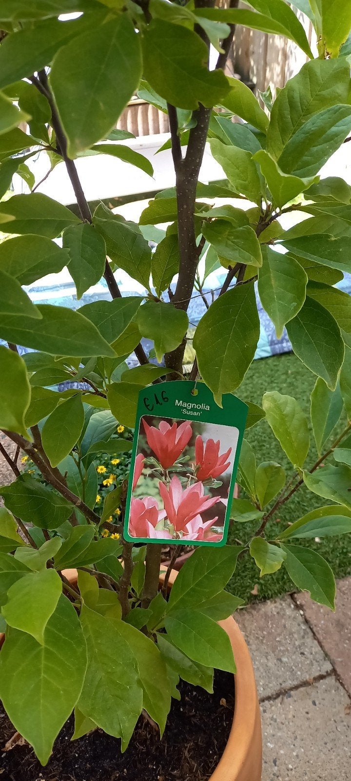 Magnolia 'Susan' - Prachtige rose bloeiende struik., Tuin en Terras, Planten | Bomen, Ophalen, Overige soorten