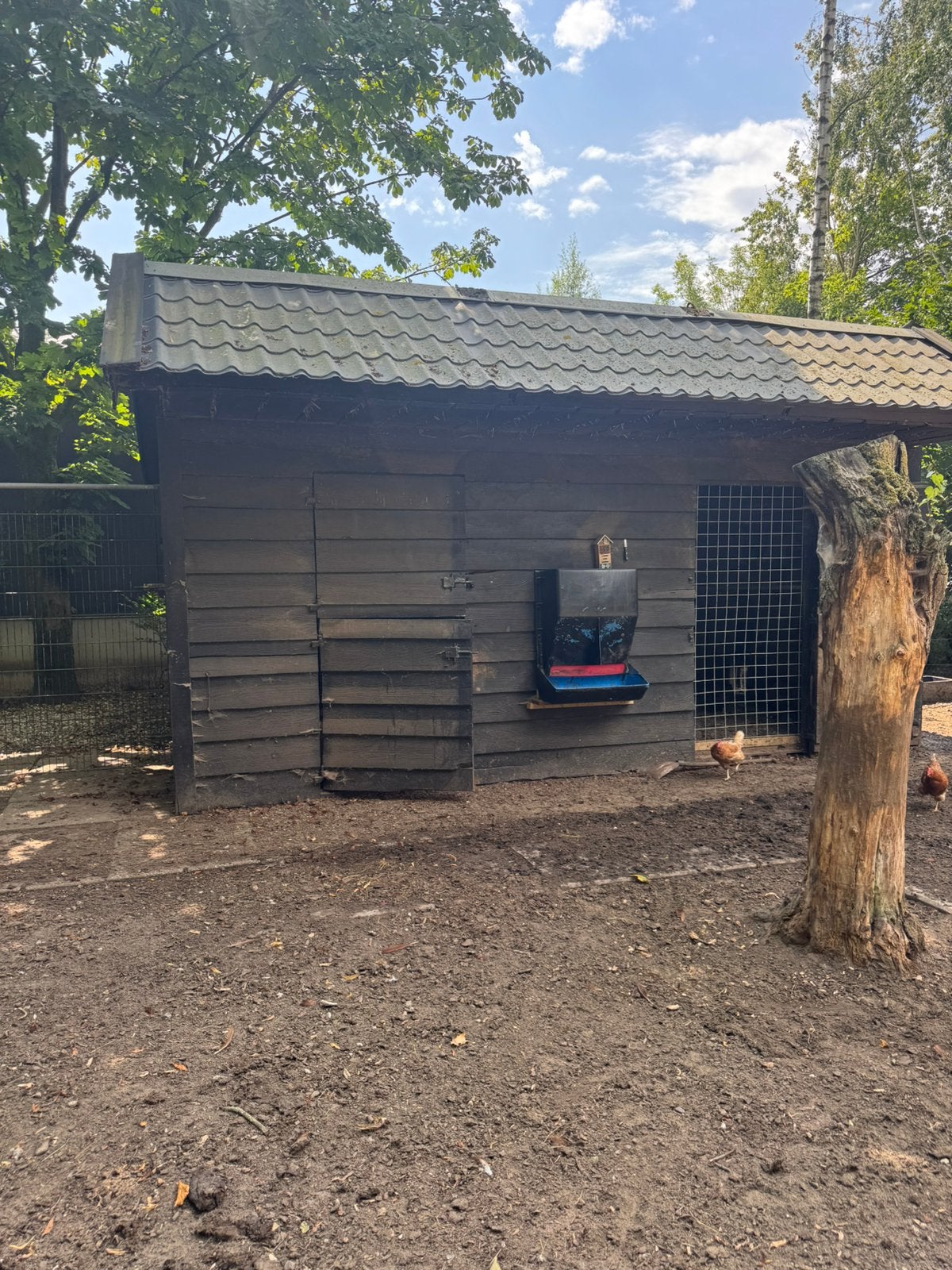 verplaats bare container kippen paarden hok schuur enz, Vrouwelijk, Kip