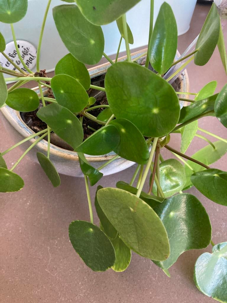 Pannekoekenplant - 2 stammetjes, Ophalen
