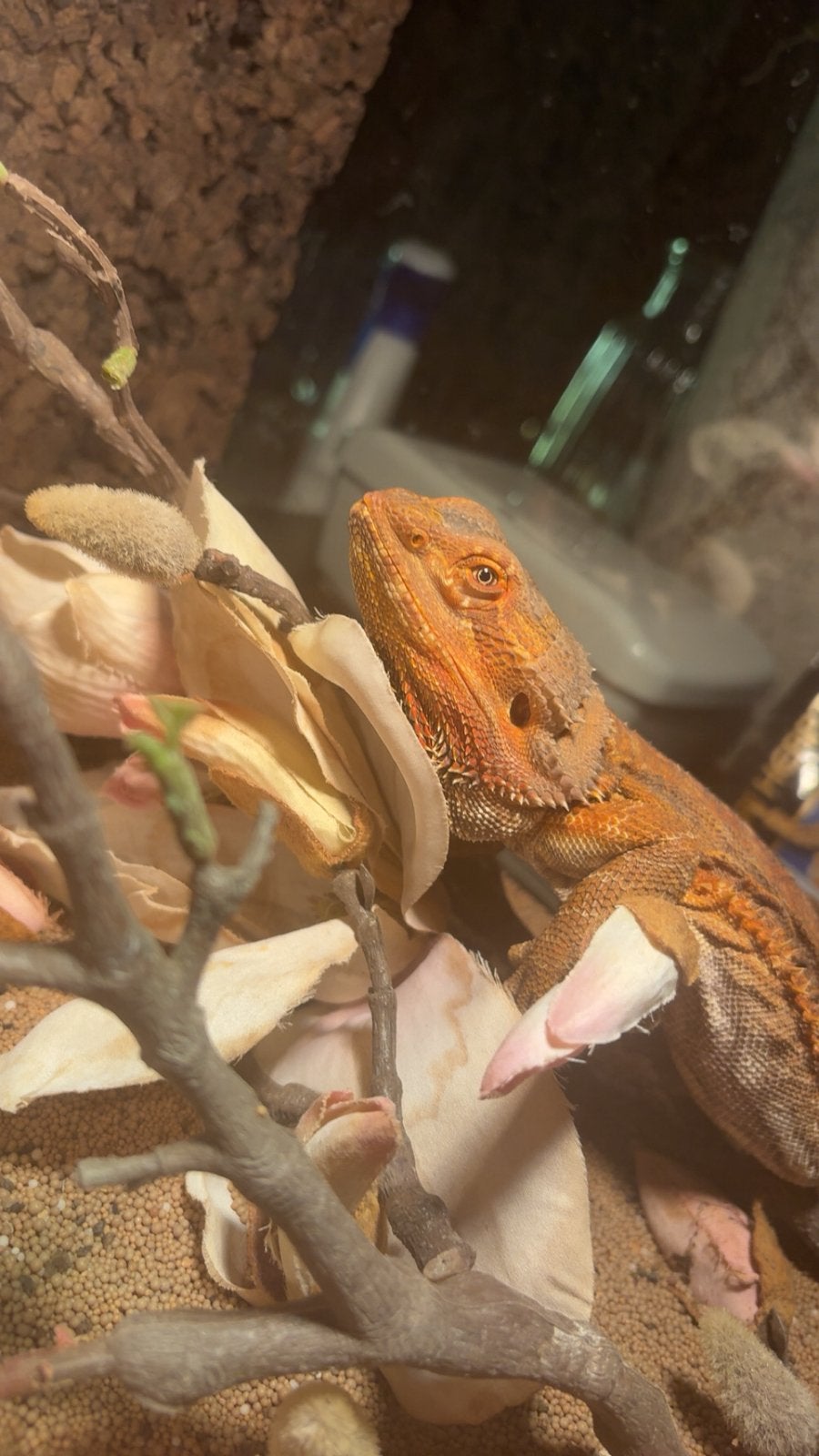 Baardagaam met terrarium en toebehoren, Dieren en Toebehoren, Hagedis, Met terrarium, 0 tot 2 jaar