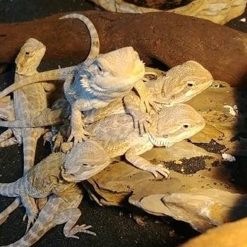 Pogona viticeps Bearded Dragon photo 3