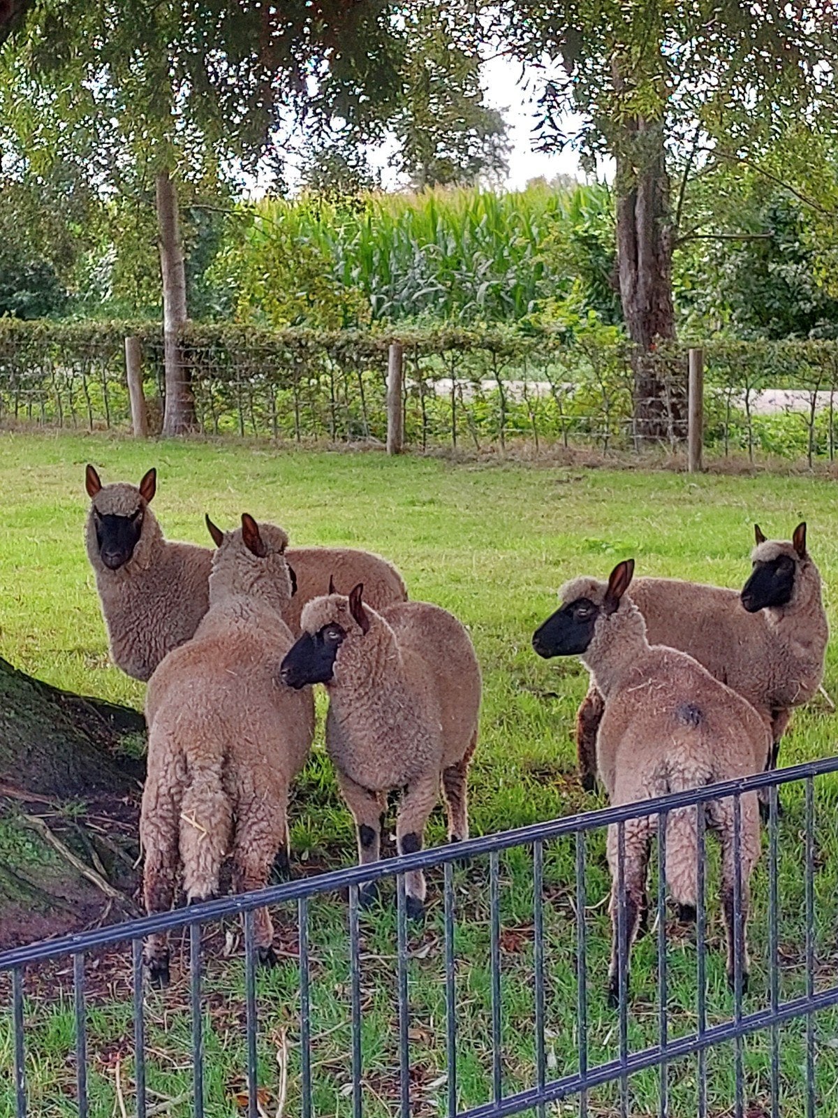 3 ooilammeren, Vrouwelijk, Schaap, 0 tot 2 jaar