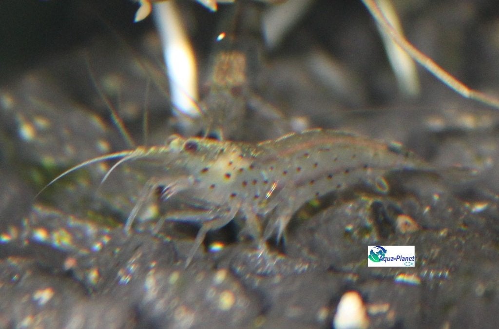 Japonica Garnaal, Dieren en Toebehoren, Vissen | Aquariumvissen, Kreeft, Krab of Garnaal, Zoetwatervis