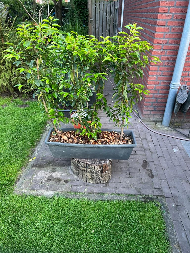 Kant en klare heg Portugese laurier, Tuin en Terras, Planten | Bomen, Ophalen, Bloeit niet, Halfschaduw, Overige soorten
