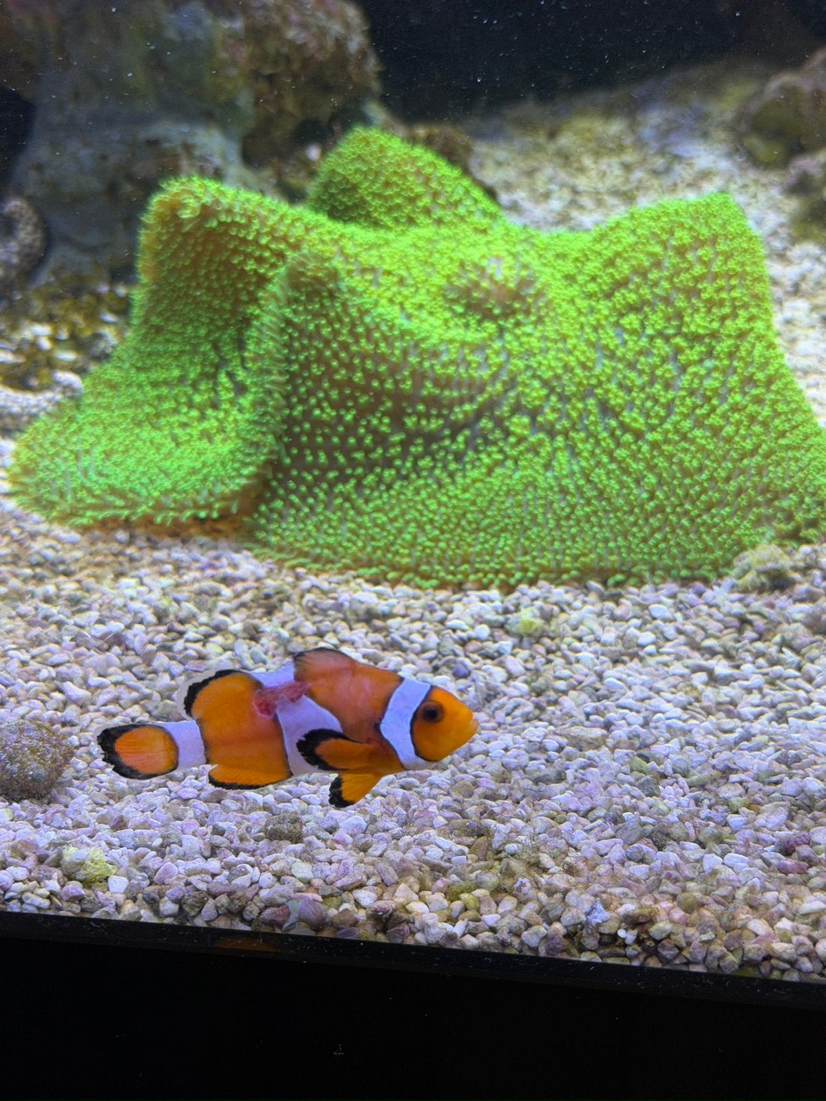 Percula anemoon vis / nemo, Vis