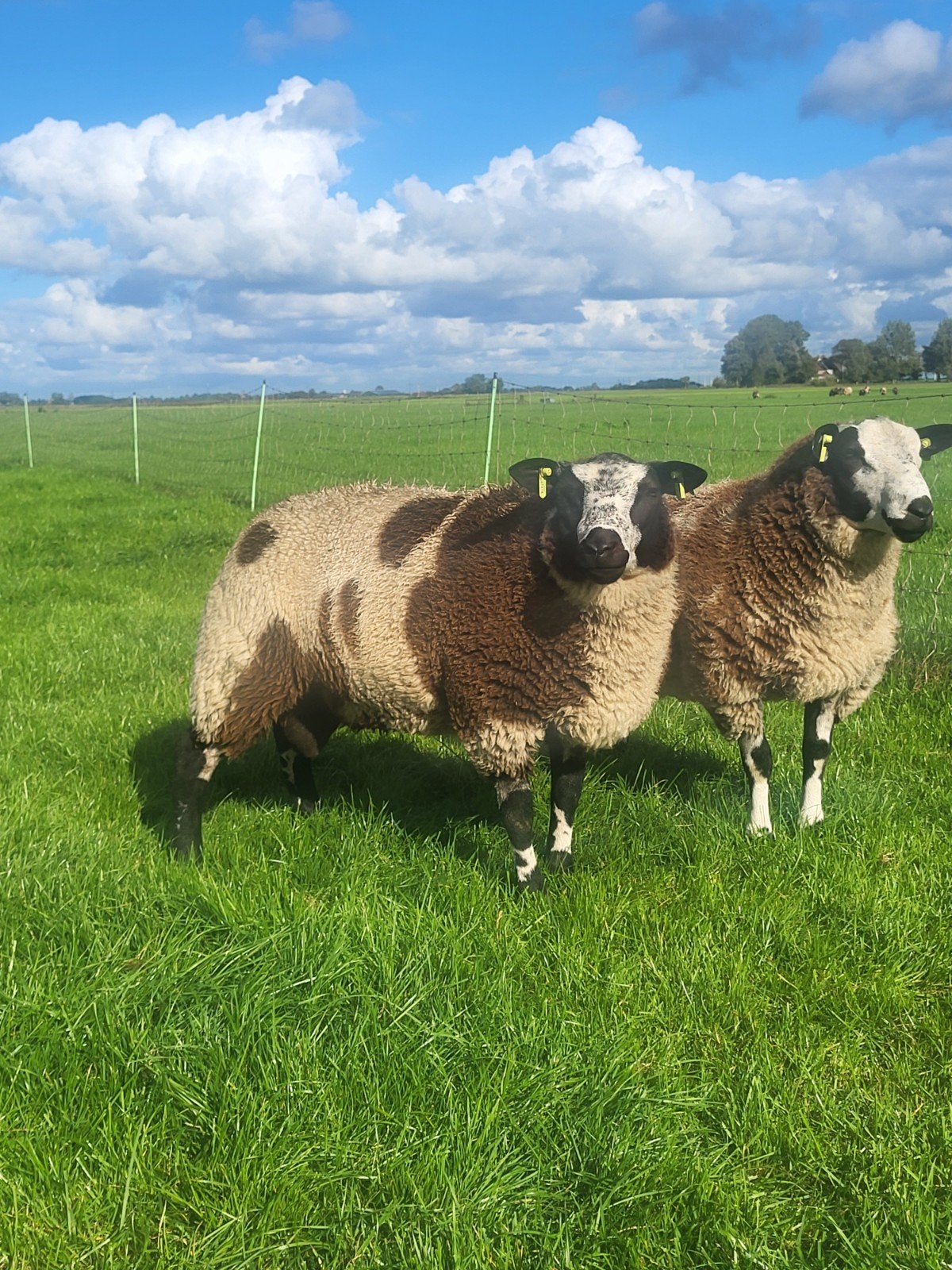 bonte dekram,  dekrammen,  rammen, Mannelijk, Schaap