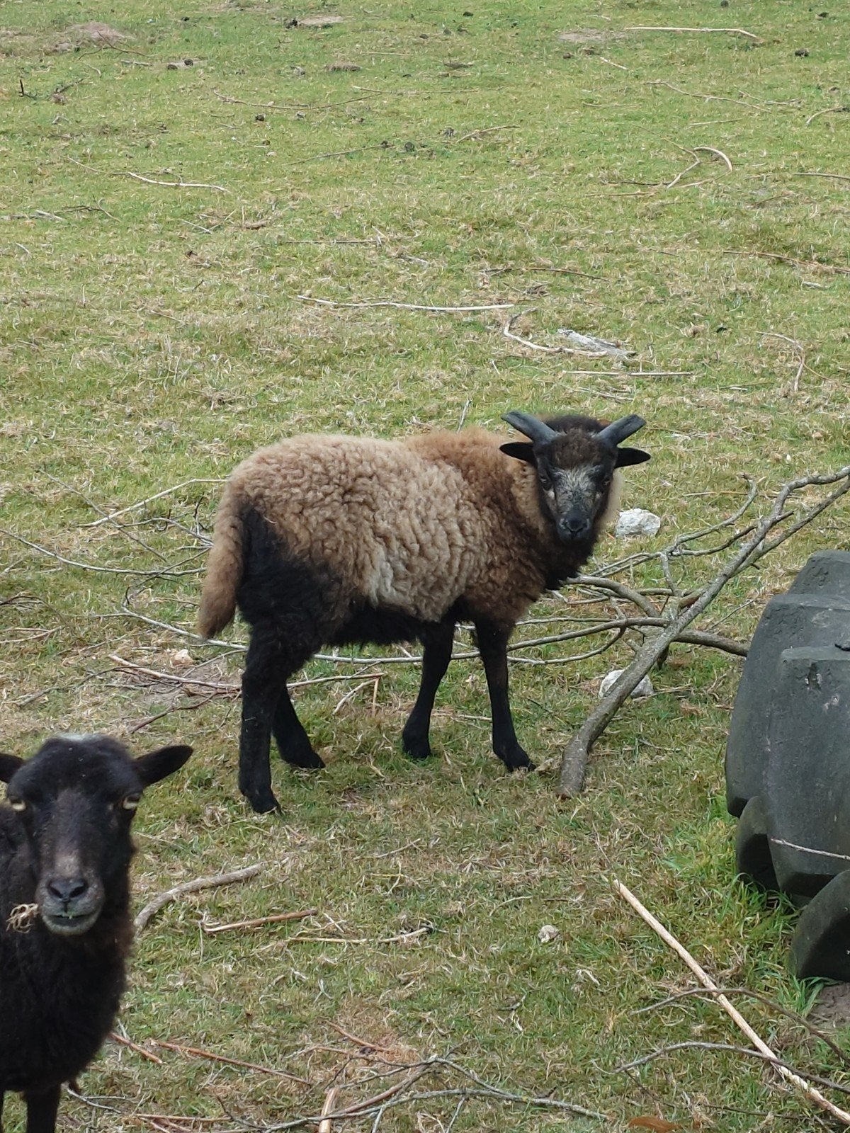 Ouessant ram 2026, Mannelijk, Schaap, 0 tot 2 jaar