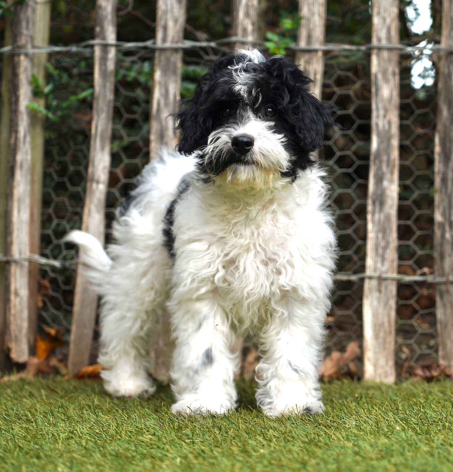 Boomer pups | Teefjes | Shih Tzu x Maltezer, Dieren en Toebehoren, Nederland, CDV (hondenziekte), 8 tot 15 weken, Meerdere
