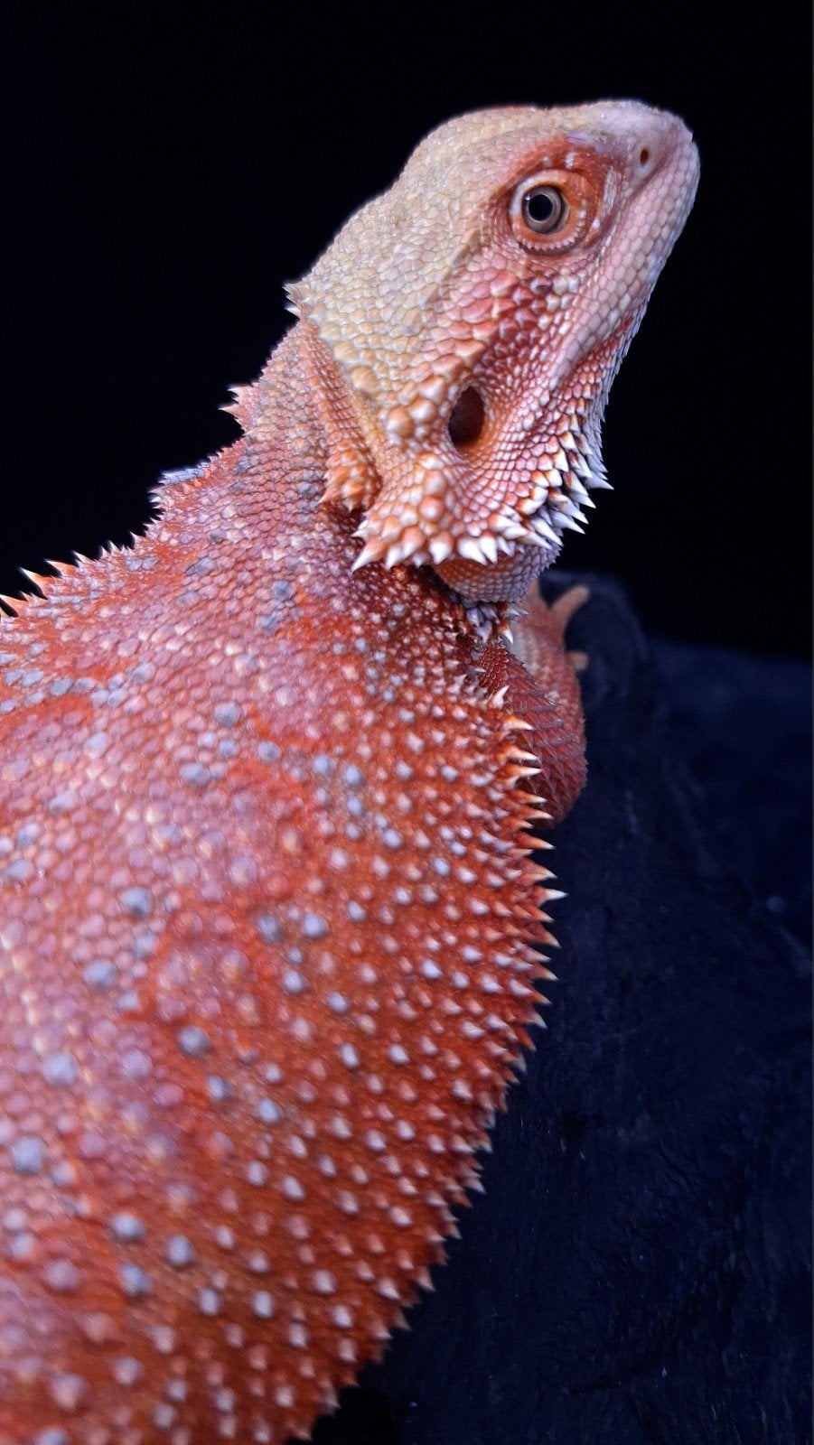 Baardagaam Mannen Red Hypo Blue Bar Bearded Dragon photo 18
