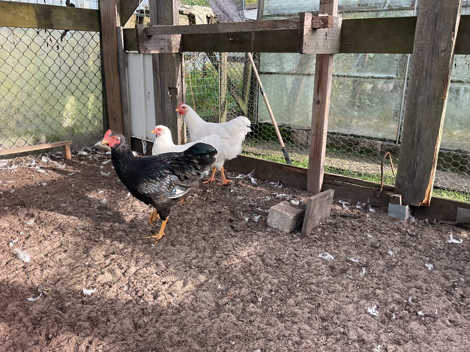 Drie mooie hanen, Dieren en Toebehoren, Mannelijk, Kip