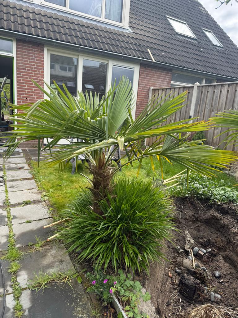 Palmboom (of twee), Volle zon, Ophalen of Verzenden, 100 tot 250 cm, Zomer