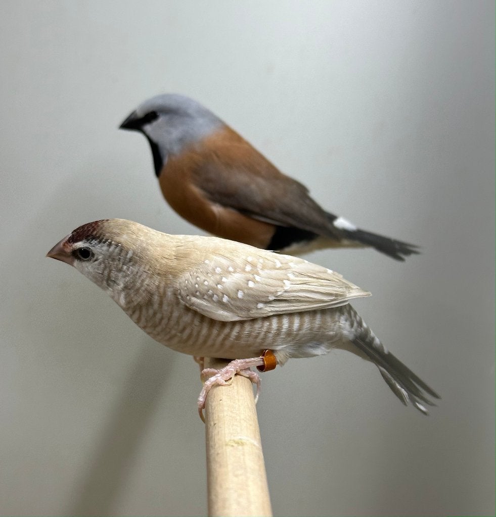Ceresamadines, Dieren en Toebehoren, Vogels | Overige Vogels, Meerdere dieren