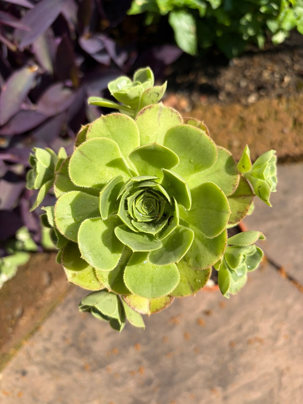 Aeonium.40cm boven de grond, Ophalen, Volle zon