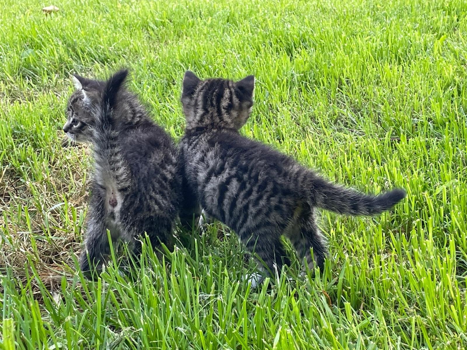 2 jonge tijger poezen, Poes