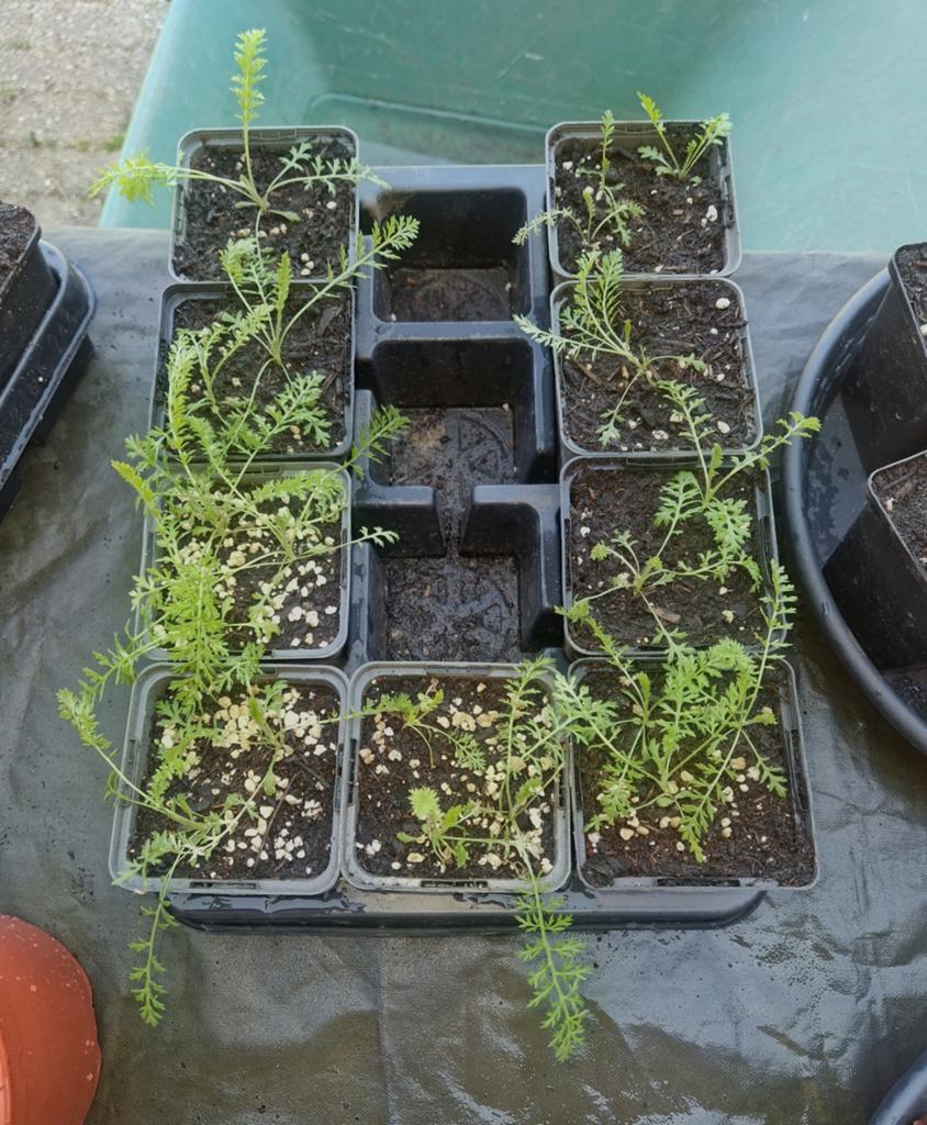 Duizendblad 'Walk On It'  - plantjes in p9 potjes, Tuin en Terras, Planten | Tuinplanten, Ophalen, Volle zon, Vaste plant, Kruiden