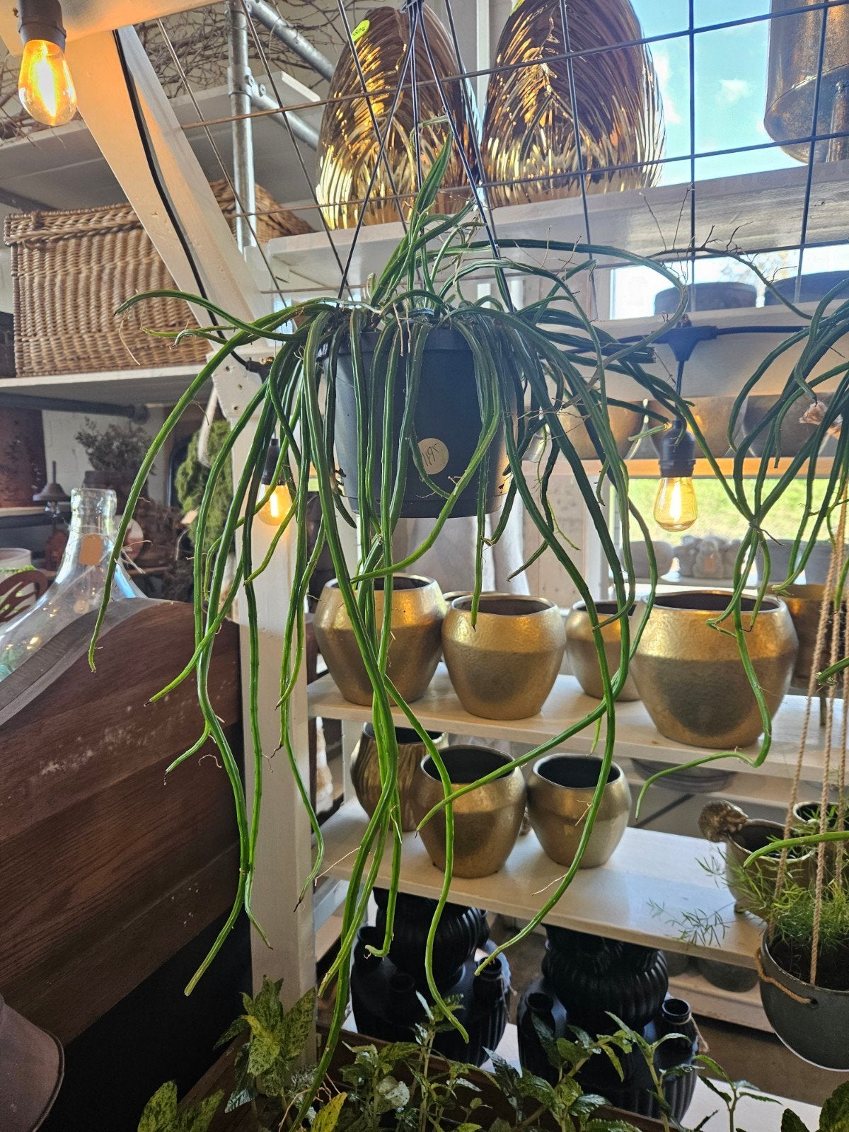 rhipsalis "WOONWINKEL RUSTIEK ", Ophalen, Halfschaduw, Minder dan 100 cm