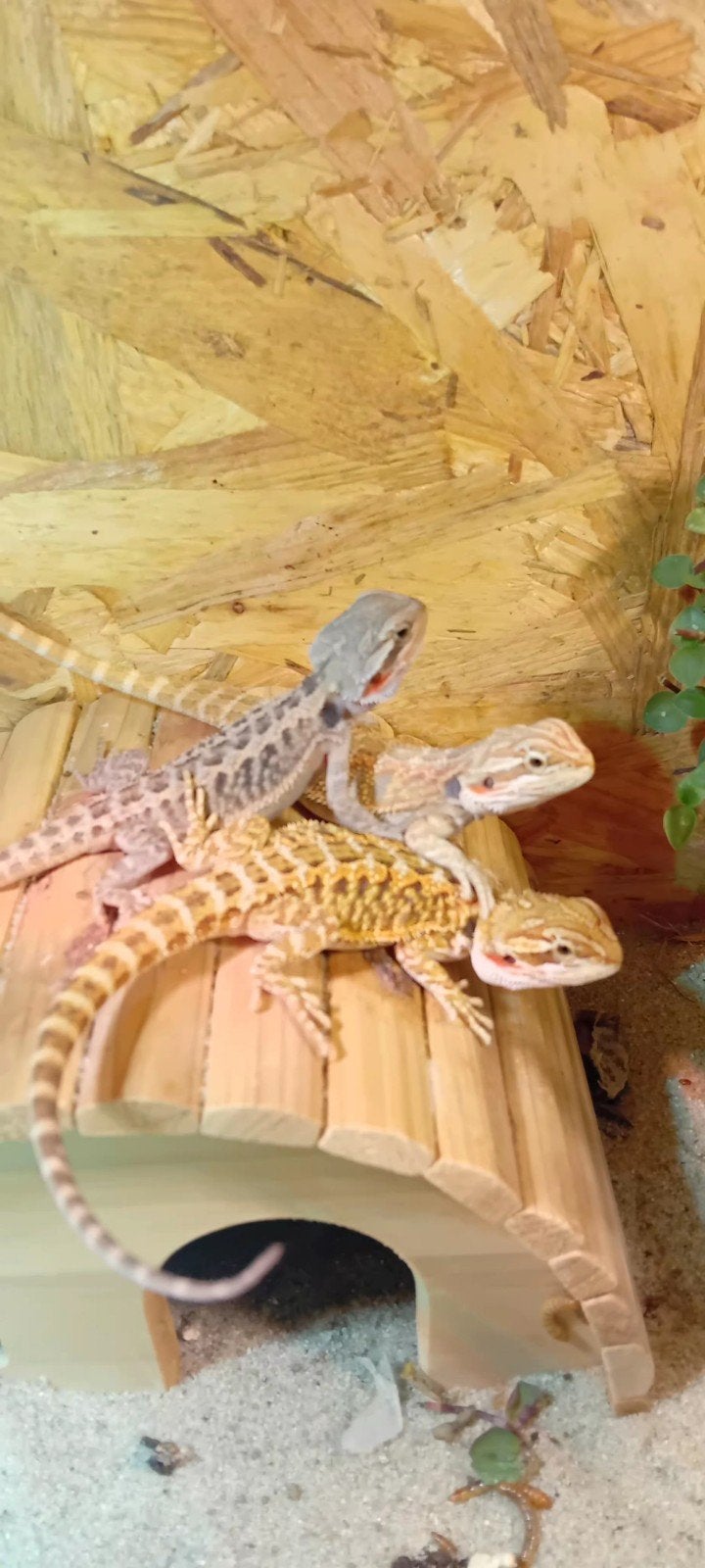 Baardagaam Bearded Dragon - unknown for sale from Henk