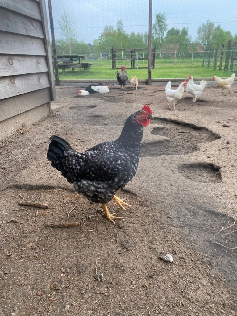 Amrock haan te koop!, Dieren en Toebehoren, Mannelijk, Kip