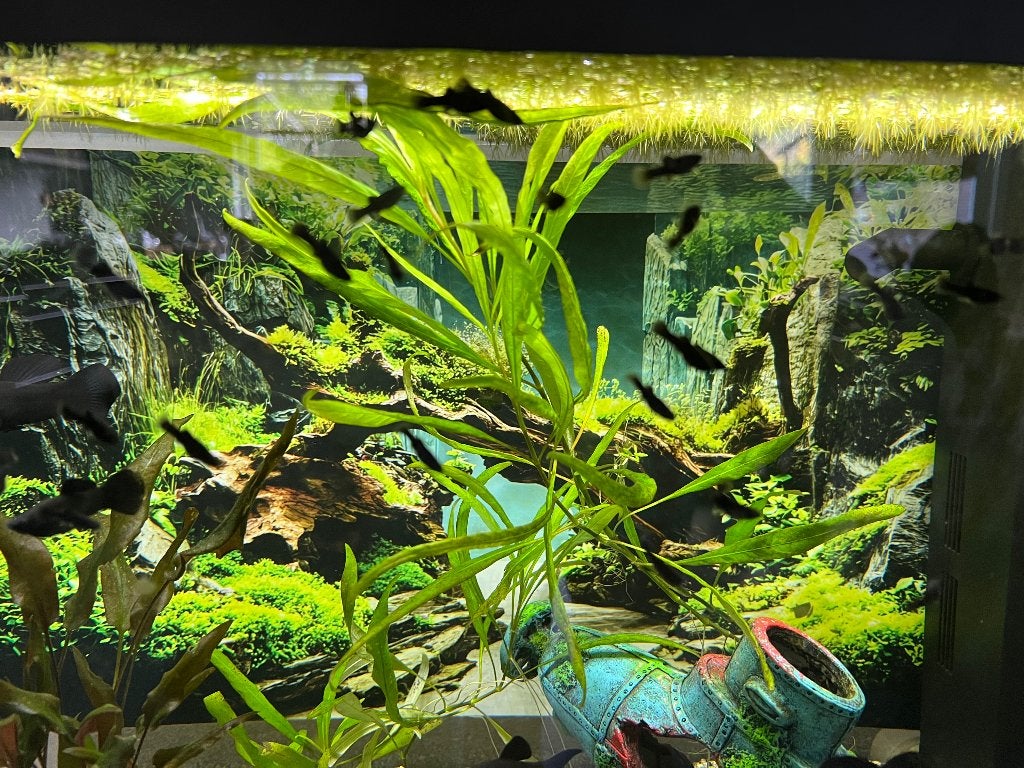 Black Mollie visjes, Vis, Zoetwatervis