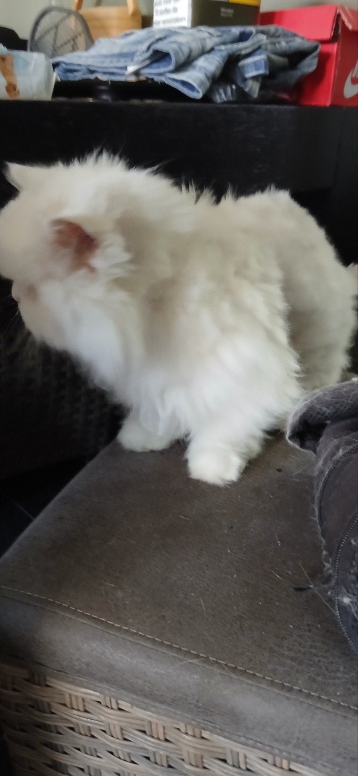 katten gratis ophalen, Poes, Langharig, 6 jaar of ouder