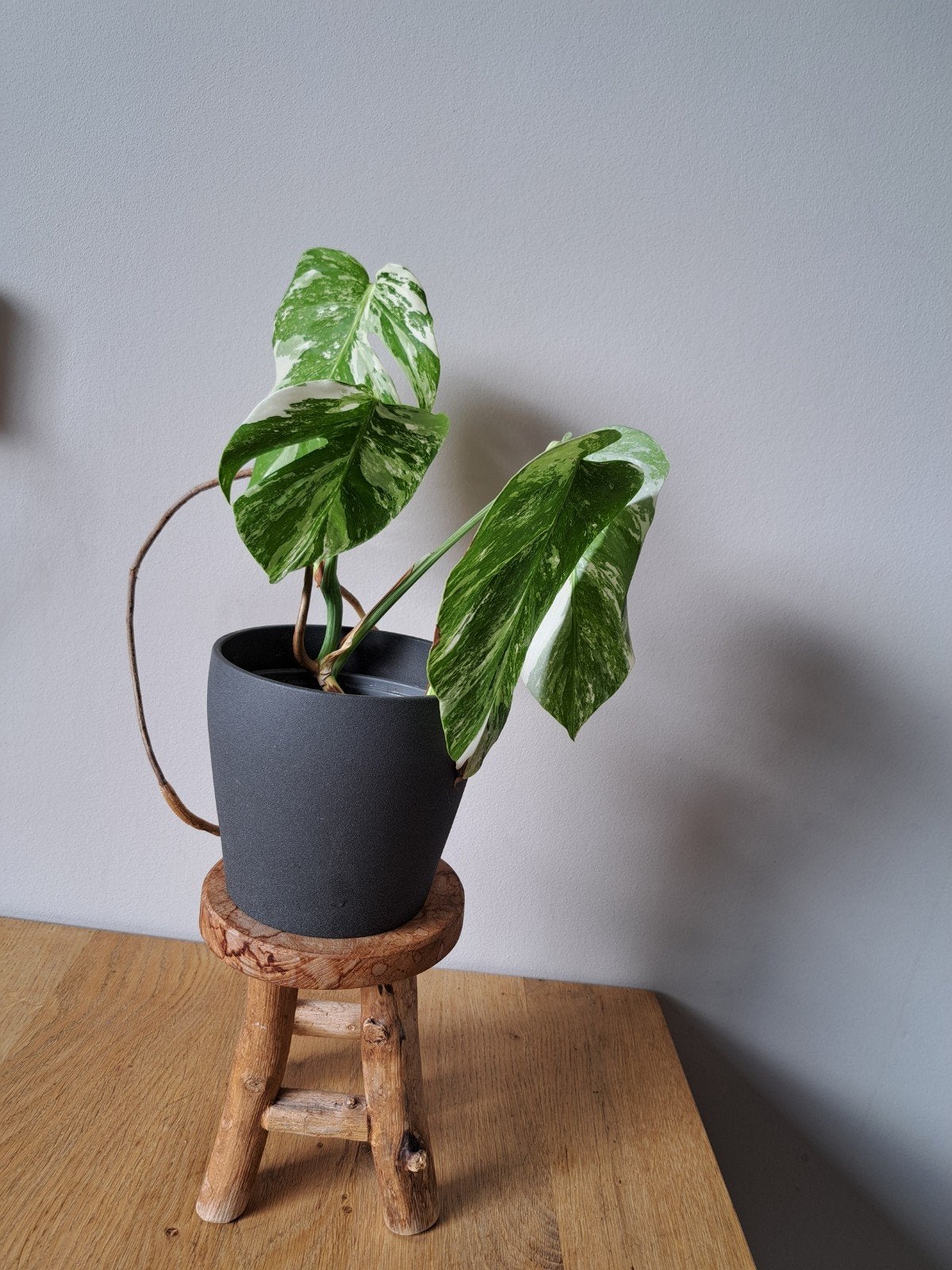 Monstera Variegata, Ophalen