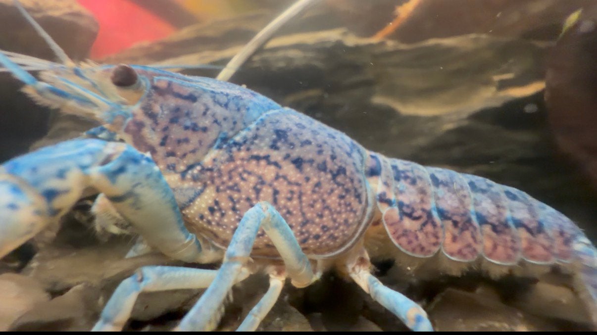 Blauwe Florida baby kreeft, Dieren en Toebehoren, Kreeft, Krab of Garnaal, Zoetwatervis