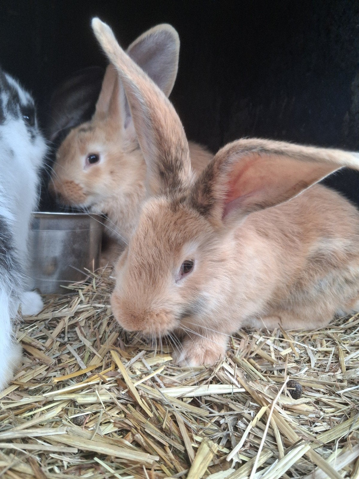 Vlaamse reus, Meerdere dieren, Groot, 0 tot 2 jaar