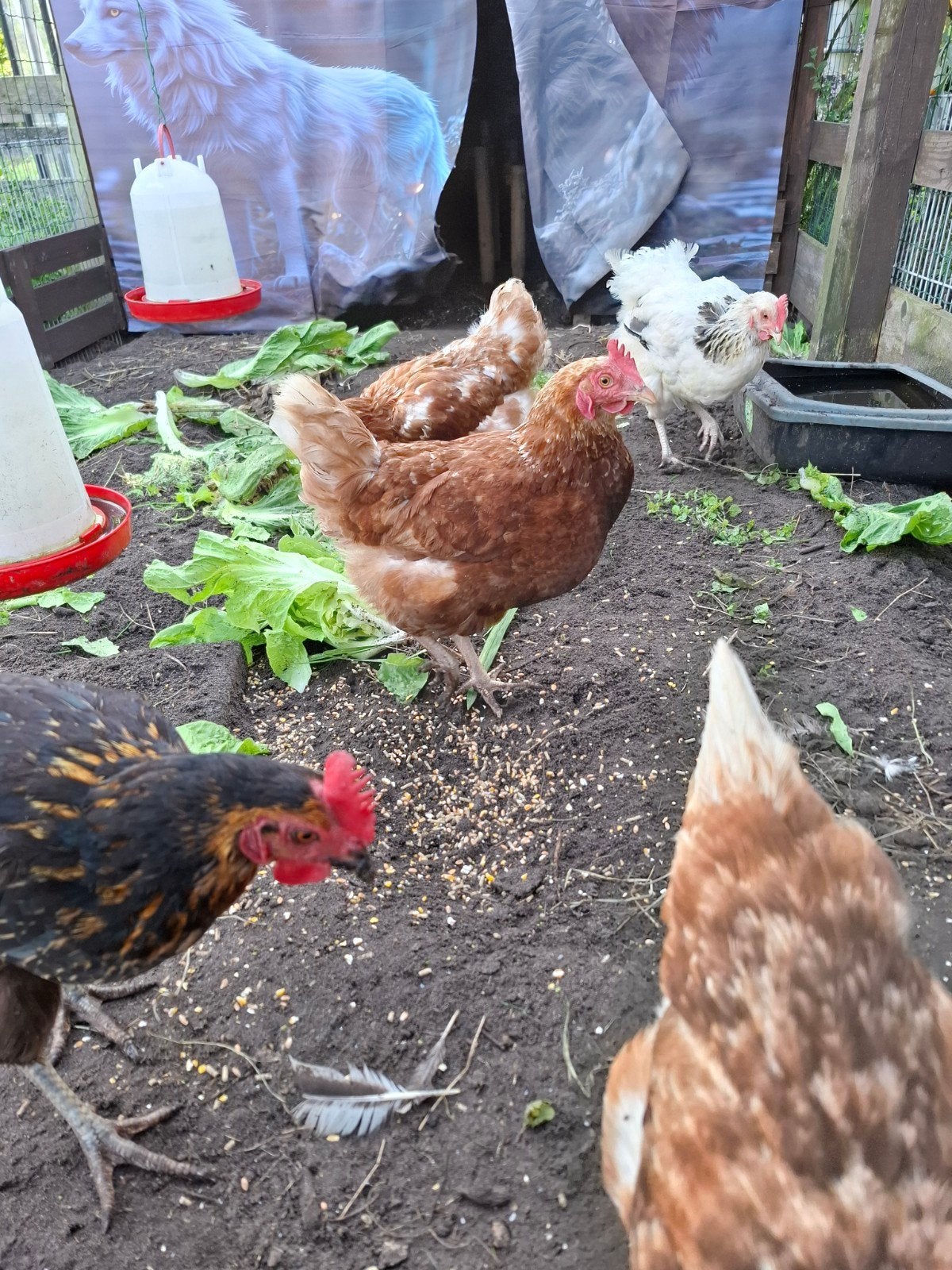 6 kippen aangeboden, Dieren en Toebehoren, Vrouwelijk, Kip