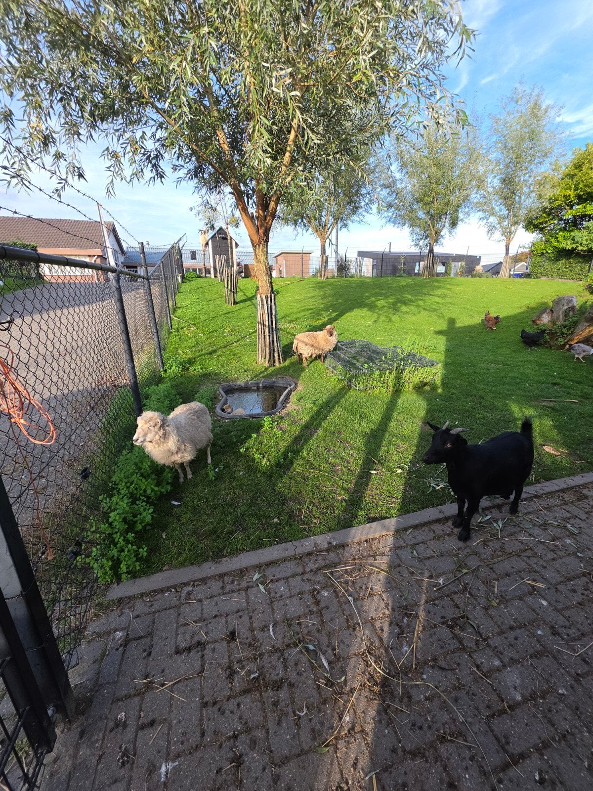 2 leuke tamme Ouessantschapen, Dieren en Toebehoren