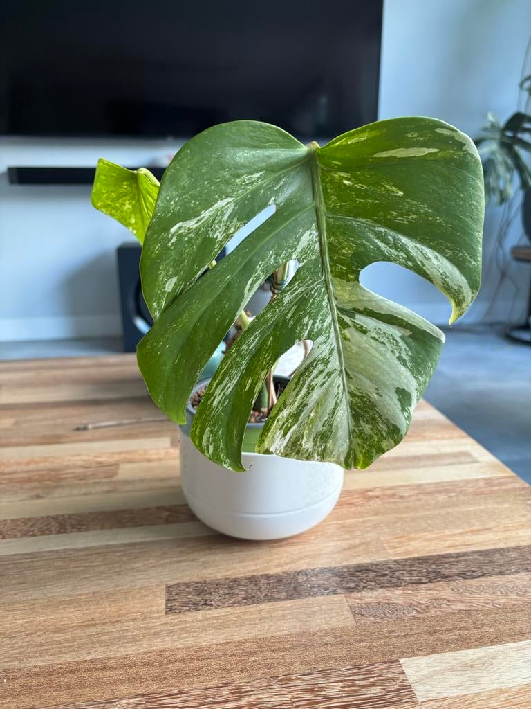Monstera Thai Variegata/Albo Borsigiana - Goed Geworteld, Overige soorten, Vaste plant, Ophalen of Verzenden, Bloeit niet