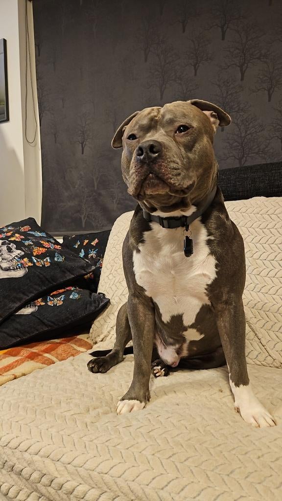 Americanse Staffordshire Terrier Dekreu !!! NIET TE KOOP !!!, Dieren en Toebehoren, Particulier, Reu, Buitenland, Eén hond