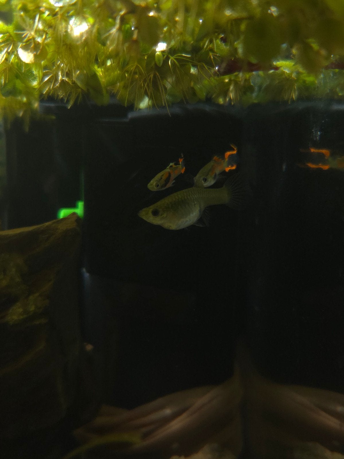 Endeler guppy's, Dieren en Toebehoren, Vissen | Aquariumvissen, Vis, Zoetwatervis, Schoolvis