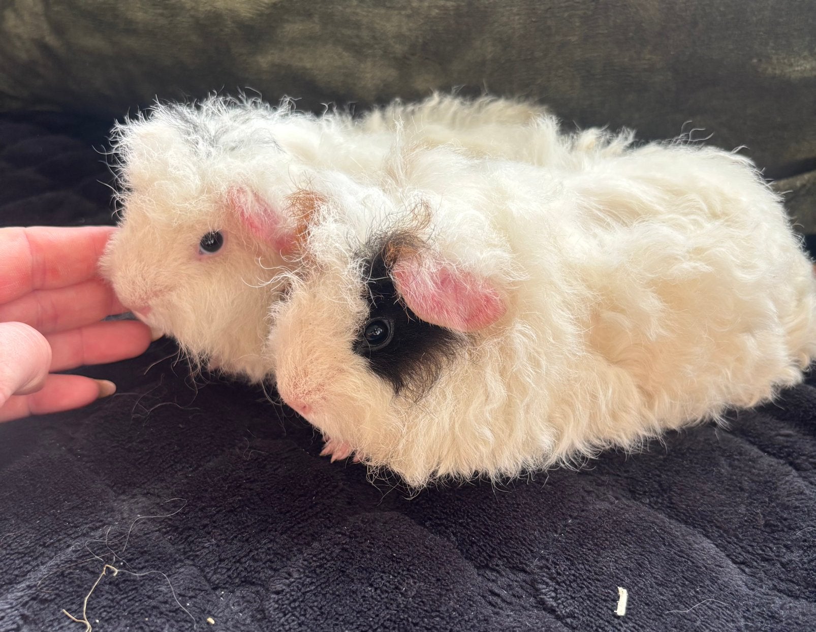 Lieve tessel broertjes, Cavia, Mannelijk, Tam, September