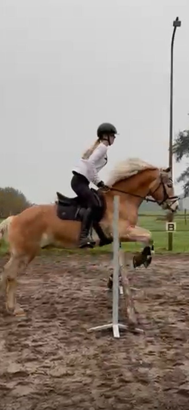 BRUIKLEEN PAARD GEZOCHT!, Dieren en Toebehoren, Ophalen, Nieuw, Springen