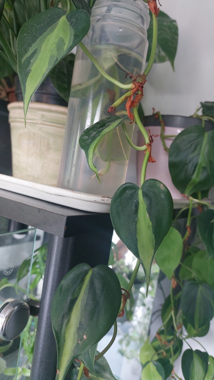 philodendron brasil, Huis en Inrichting, Kamerplanten, Verzenden, Halfschaduw, Minder dan 100 cm