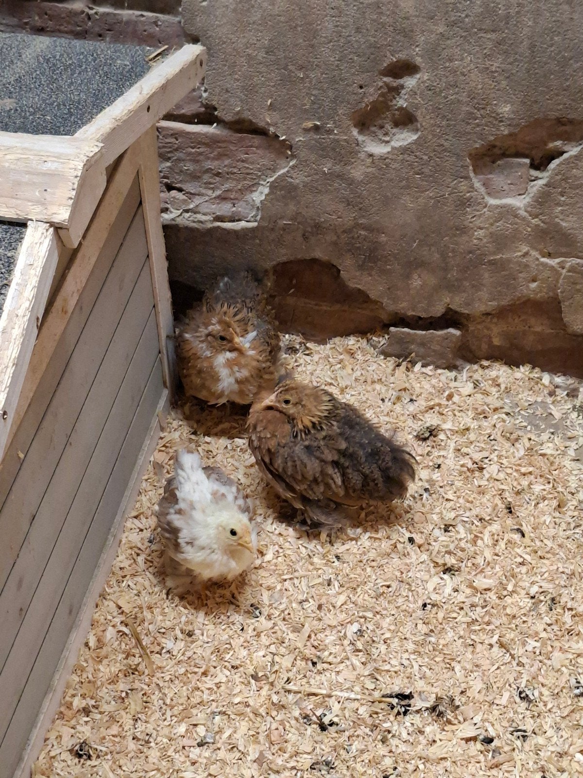 3 Cochin kriel kuikens (hen), Dieren en Toebehoren, Vrouwelijk, Kip