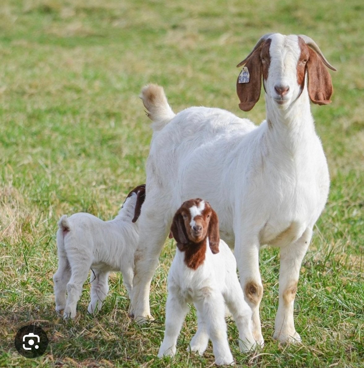 Gezocht, boergeit, Dieren en Toebehoren, Schapen, Geiten en Varkens, Vrouwelijk, Geit