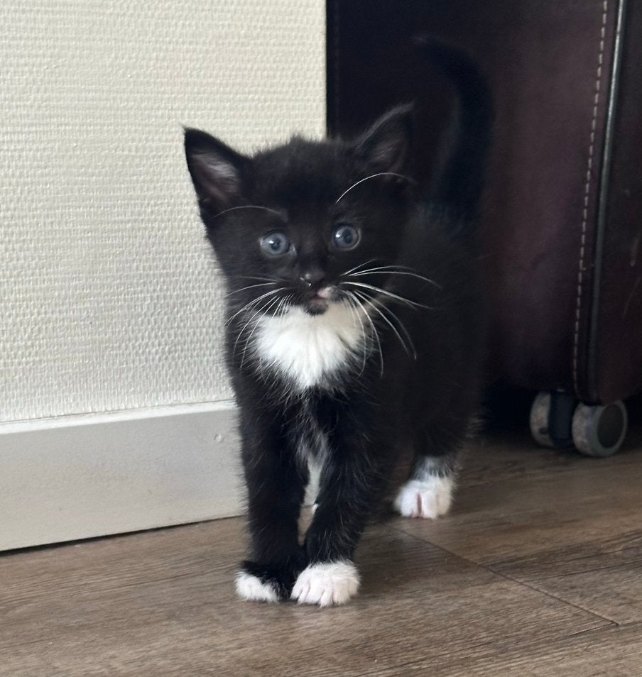 Te koop: 4 mooie kittens, Meerdere dieren, Kortharig, 0 tot 2 jaar