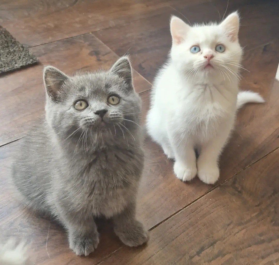 Britse brits korthaar kittens blauw  wit prijs voor 2 samen, Dieren en Toebehoren, Kater, Gechipt, 0 tot 2 jaar
