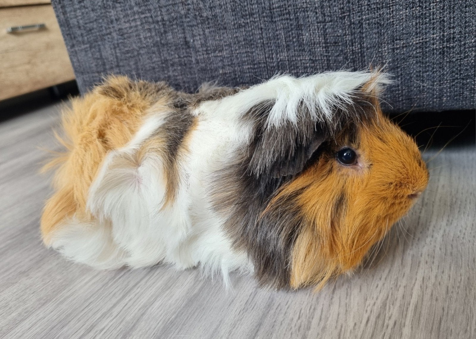 2 lieve caviabeertjes, Dieren en Toebehoren, Mannelijk, Tam, Maart, Cavia