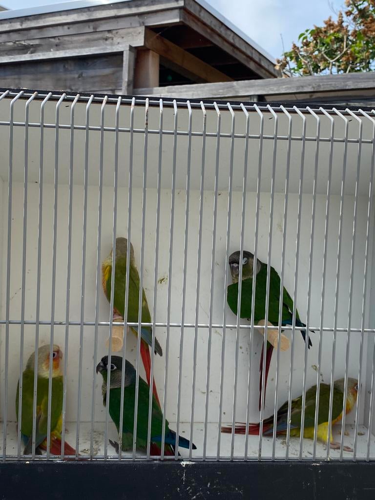 Jonge Pyrrhura Molinea, Dieren en Toebehoren, Vogels | Parkieten en Papegaaien, Meerdere dieren, Parkiet, Geringd