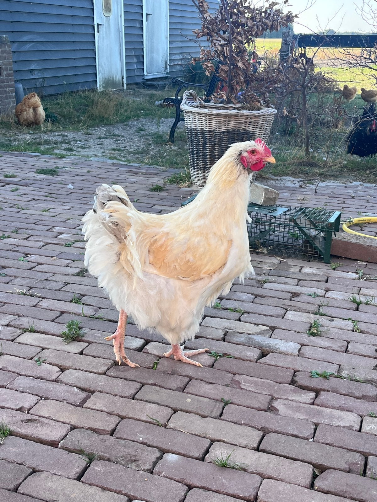 Orpington Haan, Mannelijk, Kip