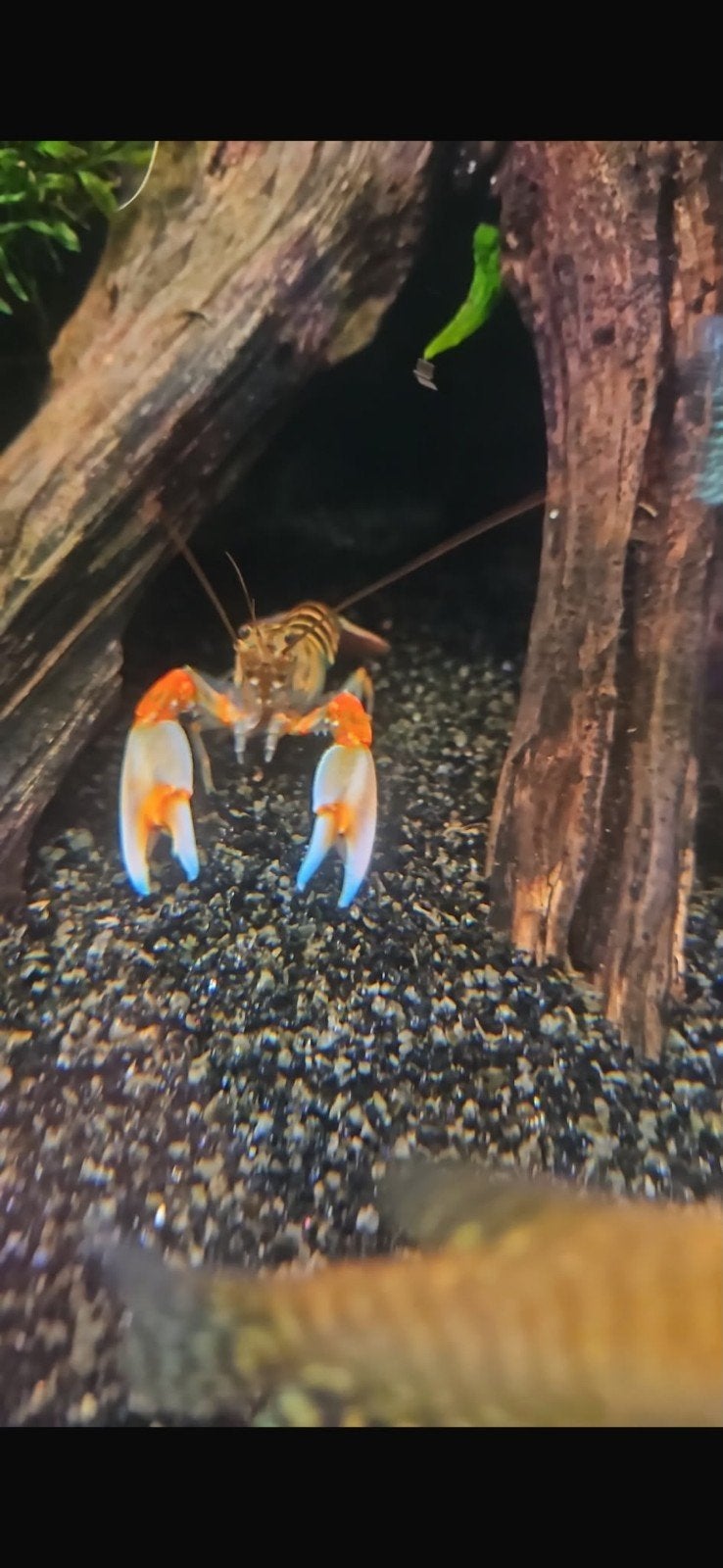 Cherax kreeft tiger GRATIS, Dieren en Toebehoren, Vissen | Aquariumvissen, Vis