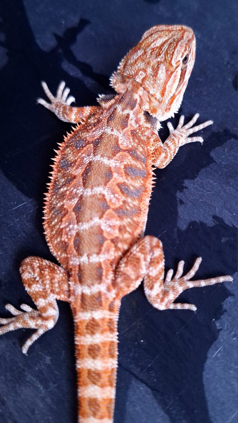 50% Red Monster Purple Tiger Baardagaam Triple het., Dieren en Toebehoren, Reptielen en Amfibieën, Hagedis, 0 tot 2 jaar