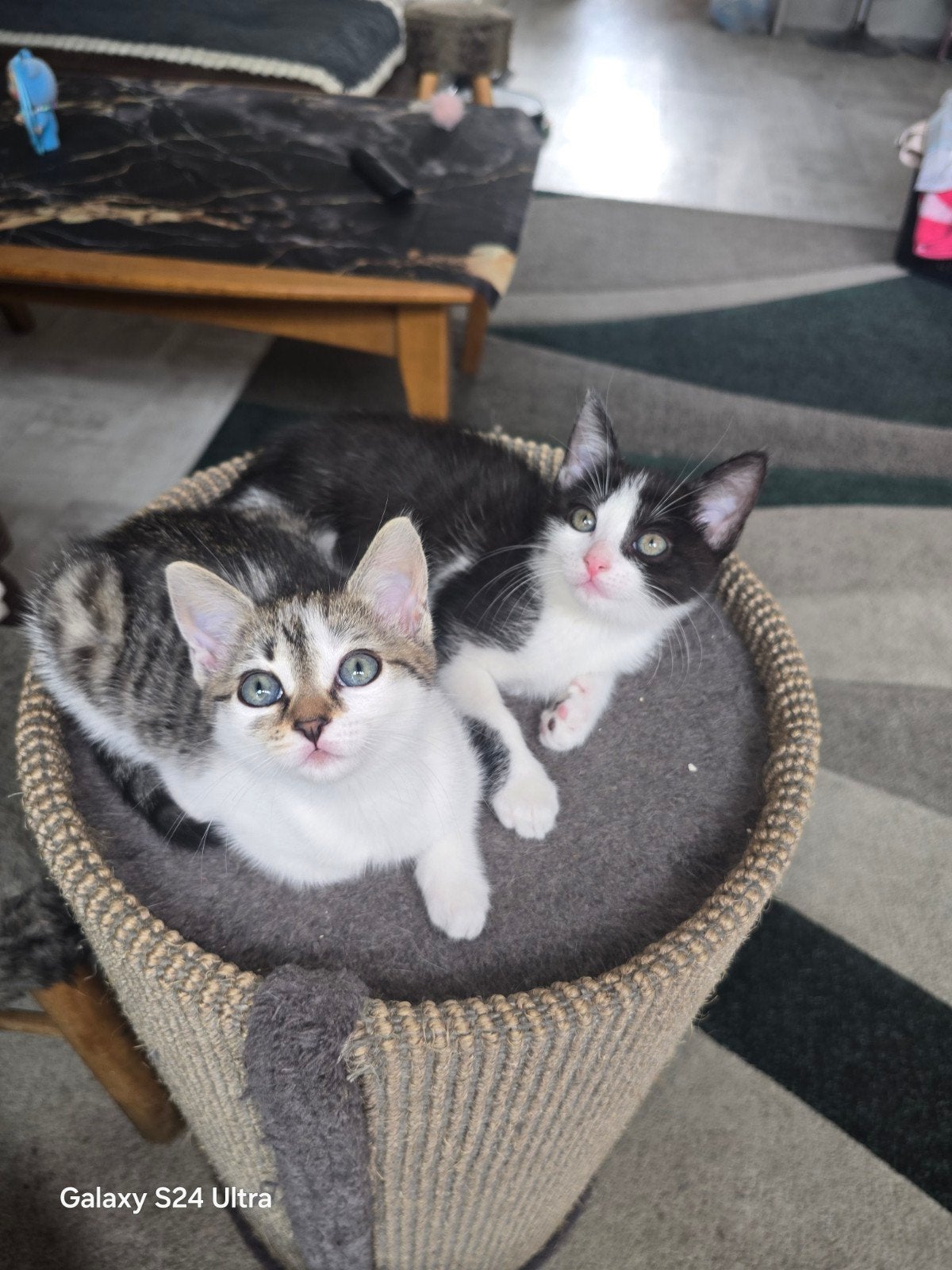 Te koop 1 katten, 0 tot 2 jaar