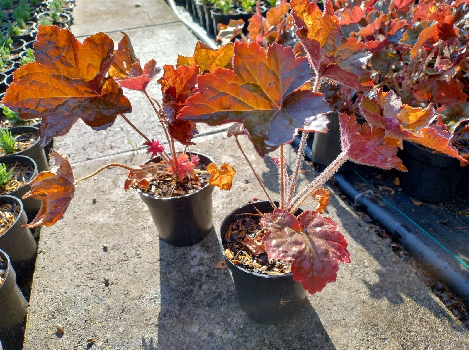 Purperklokje, heuchera  P9 planten bodembedekker, Bodembedekkers, Vaste plant, Ophalen of Verzenden, Halfschaduw